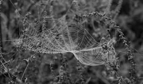 spider web drops dew