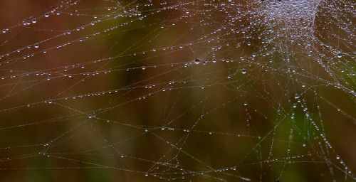 spider web drops dew