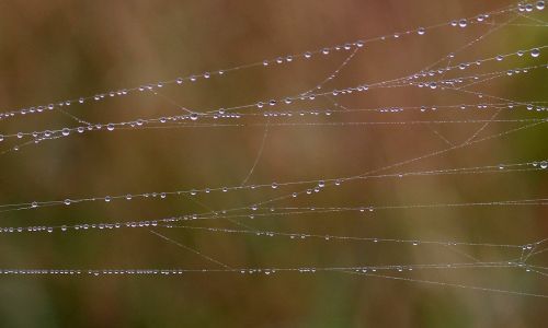 spider web drops dew