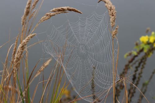 spider web drops dew