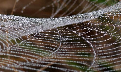 spider web drops dew