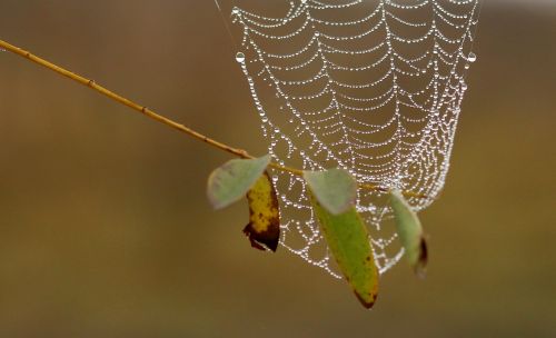 spider web drops dew