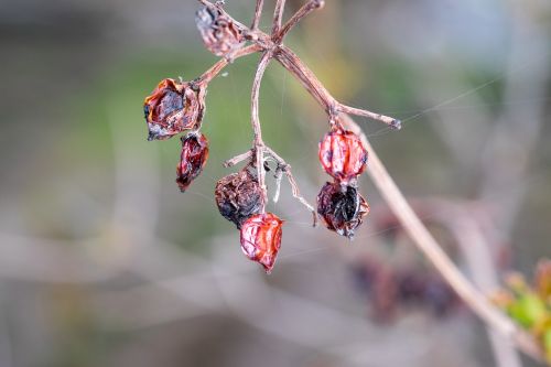 spider web rose hip the old hive