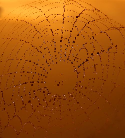 spider web dew sunrise