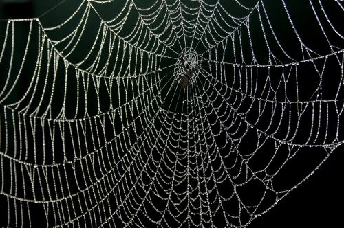 spider web dew drops