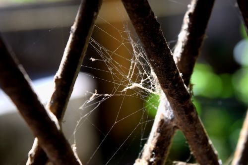 spider web grey dark
