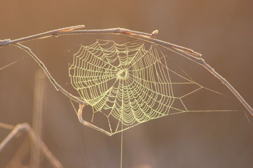 spider web morning web