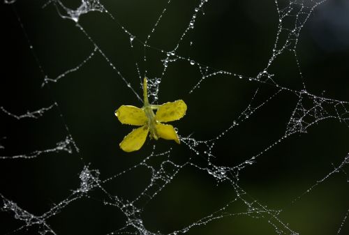spider web petals yellow