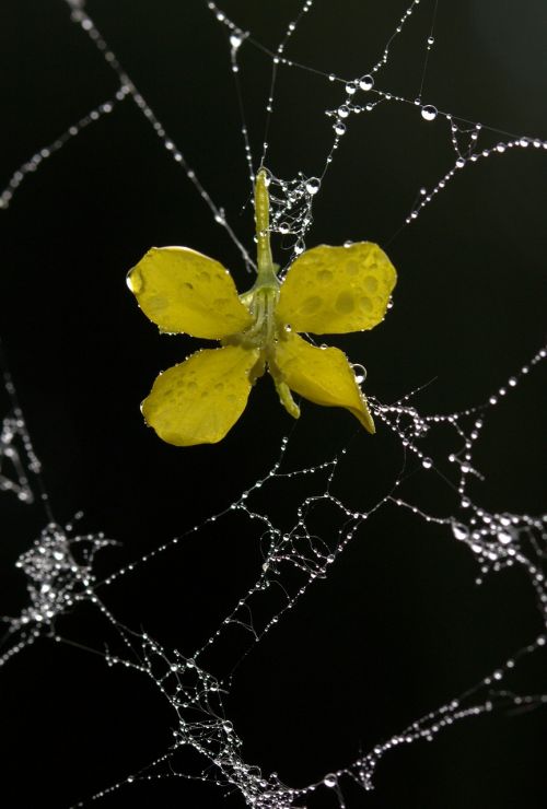 spider web petals yellow