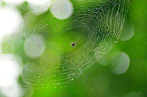 spider web nature spider
