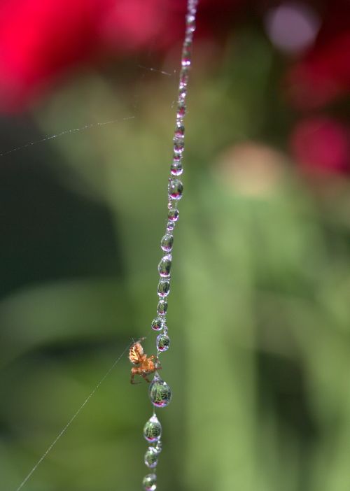 spider web drops spider