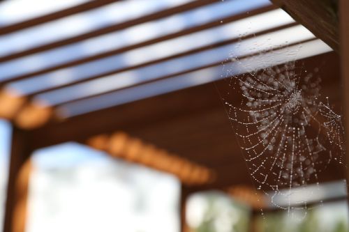 spider web after rain fuzzy