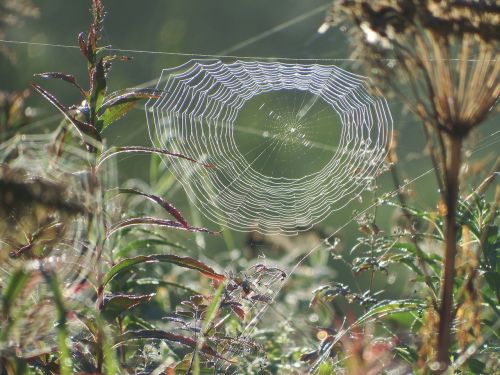 spider web autumn spider