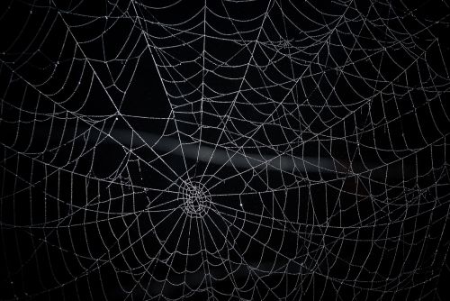 spider web network radial