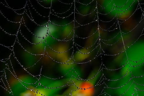 spider web bokeh dew