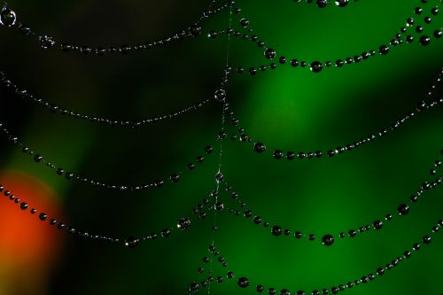 spider web bokeh dew