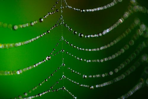 spider web bokeh dew