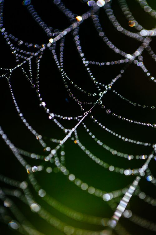 spider web bokeh dew