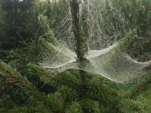 spider web christmas tree