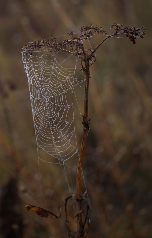 spider web wet hooked