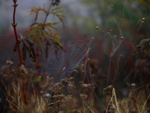 spider web wet hooked