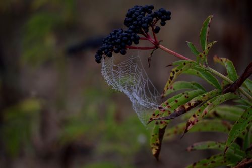 spider web wet hooked