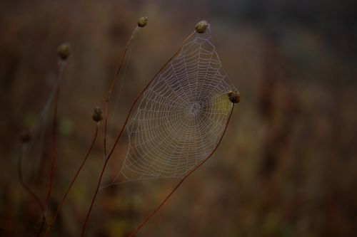 spider web wet hooked