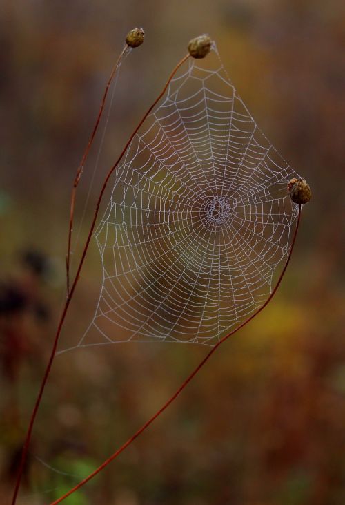 spider web wet hooked