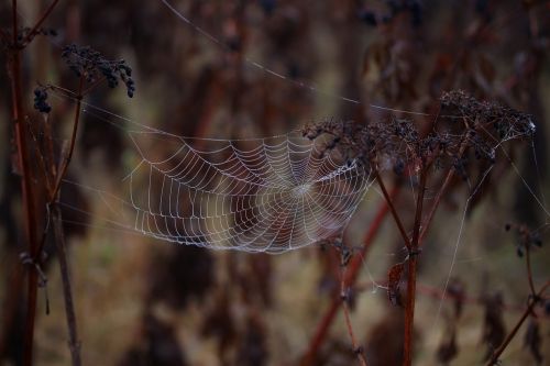 spider web wet hooked