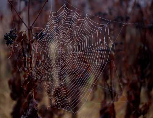 spider web wet hooked