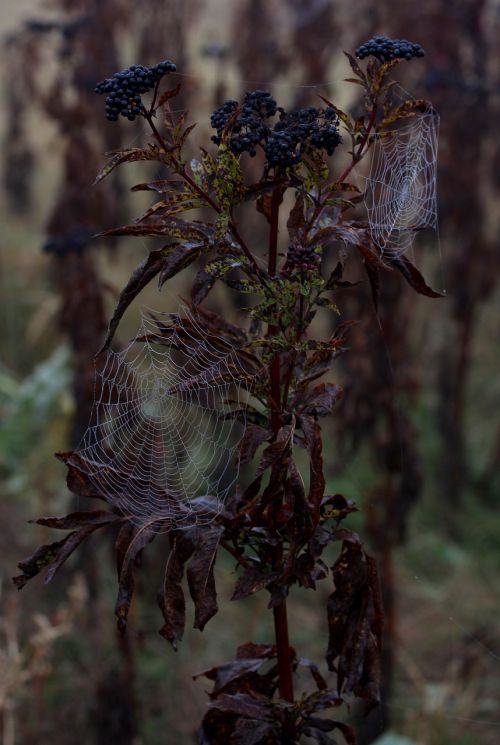 spider web wet hooked