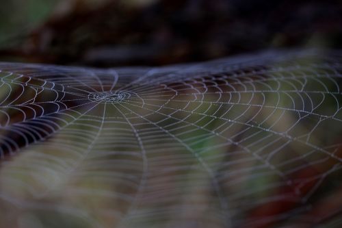 spider web wet hooked