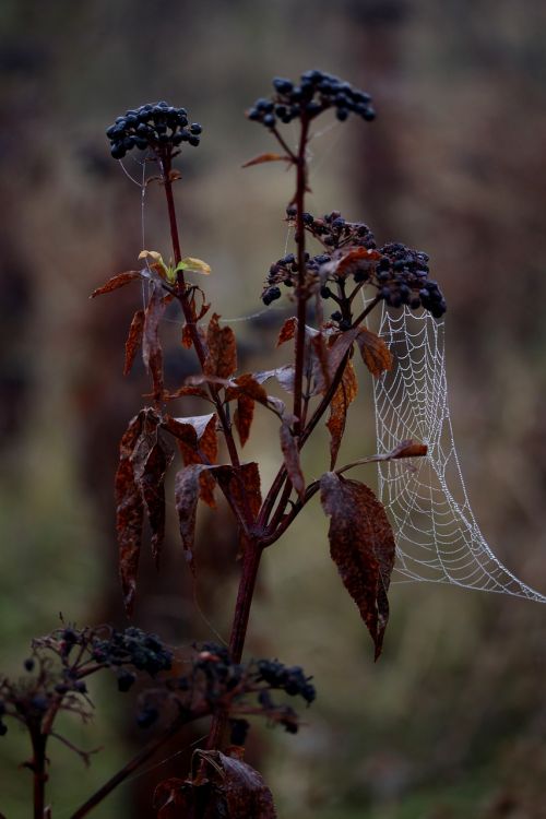 spider web wet hooked