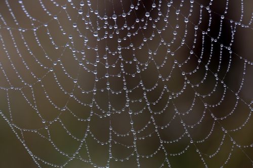 spider web wet hooked