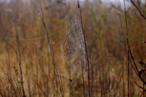 spider web wet hooked