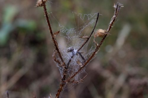 spider web wet hooked