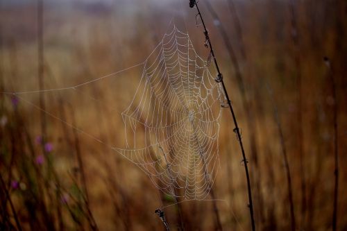 spider web wet hooked