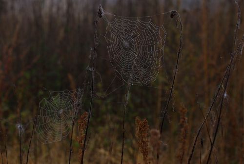 spider web wet hooked