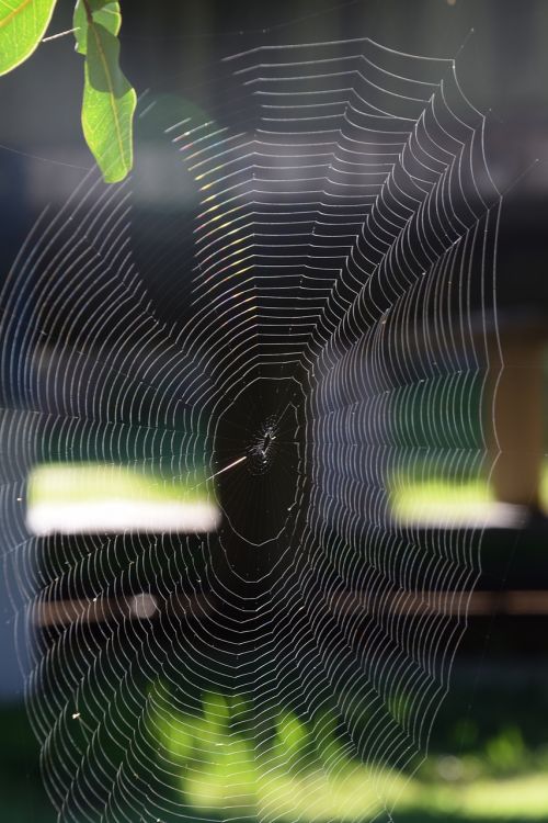 spider web prey trap