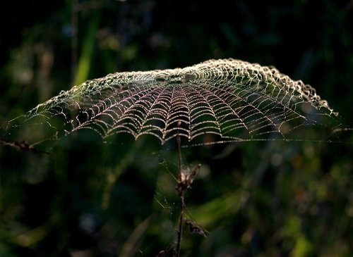 spider web  umbrella  drops