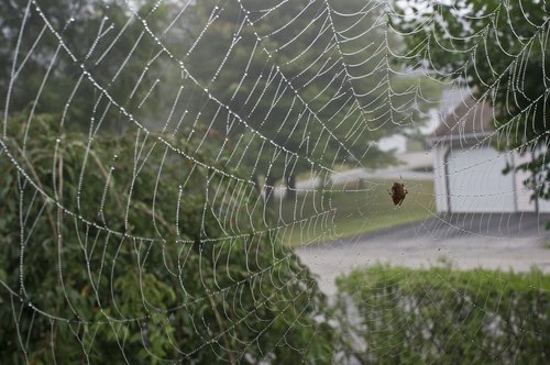 spider web  spider  web