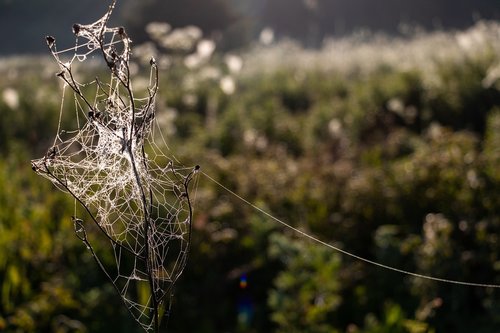 spider web  nature  plant