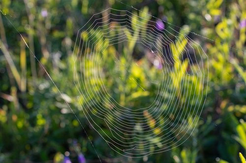 spider web  rosa  drops