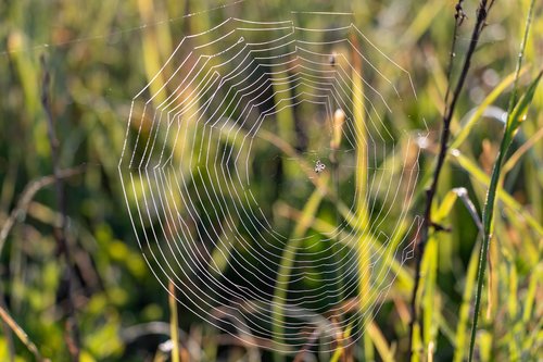 spider web  rosa  nature