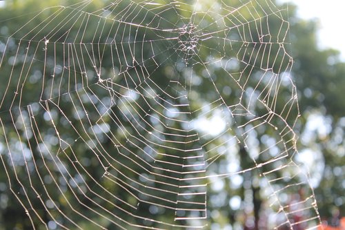 spider web  spider  web