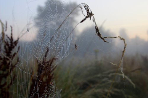 spider web  dewdrops  fog