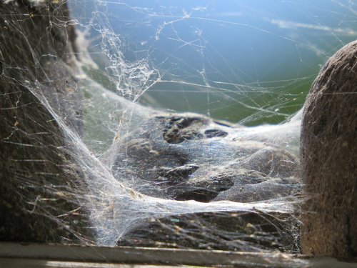 spider web  web  rocks