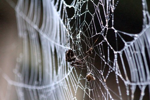 spider web  spider  extraction