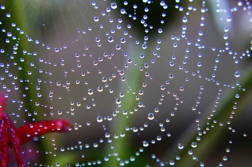 spider web  drops  water drops