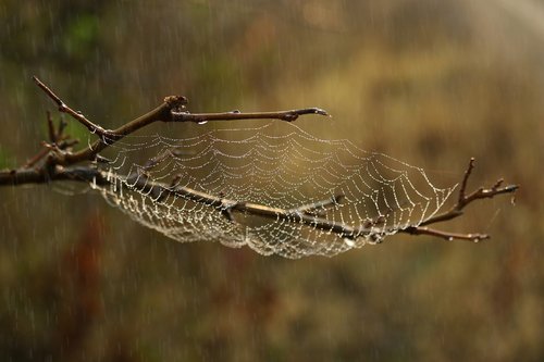 spider web  rain  drops